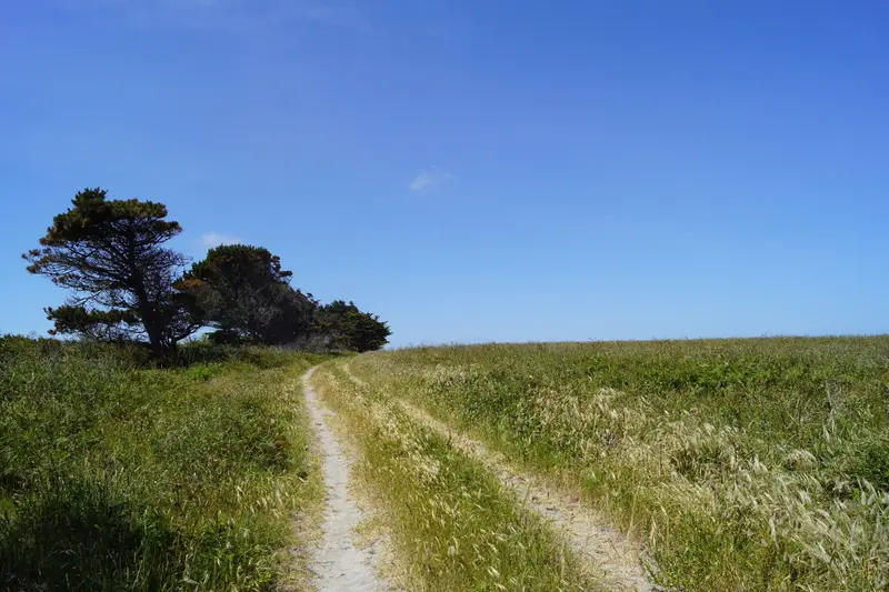 Un chemin de terre à deux ornières dans un pré, quelques arbres au loin sous un ciel bleu.