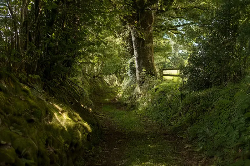 Un chemin creux du bocage entre deux talus moussus couverts de haies et de chênes, lumière filtrée, une barrière de bois ouvrant sur un pré.