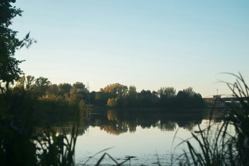 Un étang bordé de roseaux et d'arbres, eau calme au petit matin.