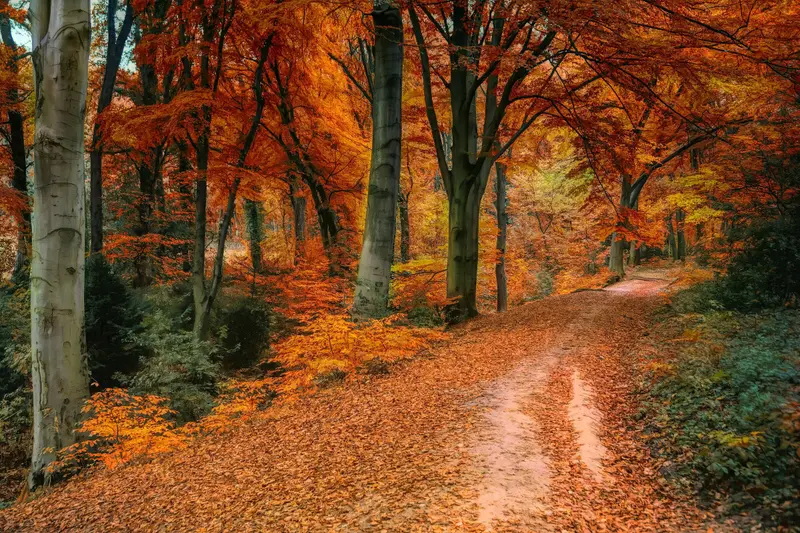 Un chemin de terre couvert de feuilles dans une forêt aux couleurs d'automne.