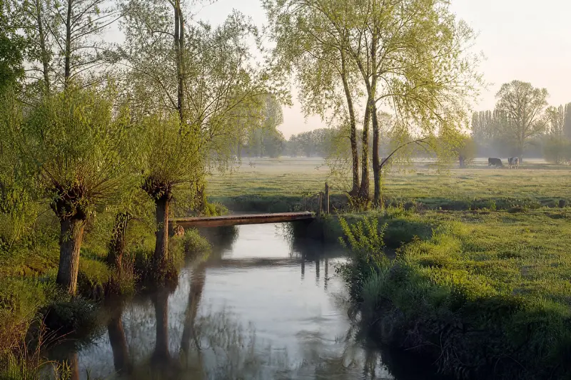 Une petite rivière dans la brume du matin, bordée de saules têtards, avec une passerelle en bois et des vaches au loin dans la prairie.